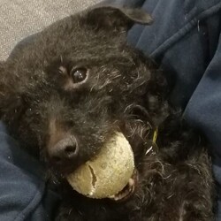 Adopt a dog:Jeremy/Terrier (Patterdale)/Male/2 - 5 years,Somebody home most of the time would be best suited for Jeremy - he will still need some ongoing training but already responds to 'sit' and 'paw'. Jeremy has walked great on the lead, but will sometimes bark if another dog barks at him - this can worry him sometimes. A home in a quieter location may suit him best. Children would need to be of secondary school age or older.
