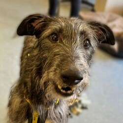 Adopt a dog:Thunder/Deerhound/Male/2 - 5 years,Thunder is now looking for his forever home. He can live with older teens of 14 plus who are used to large dogs and must be the only pet in the home. This cutie came to us through no fault of his own, and has been a really good boy in his foster home but can be nervous of new people coming in and has growled, so will need slow introductions. He like's to be out and about and travels well in the car. Any leaving time will need to be built up slowly over time until he is confident and settled with his new family. Thunder will need a private secure garden as he is not totally comfortable around other dog