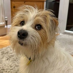 Max/Crossbreed/Male/1 - 2 years,1-year- 10mth old Max is now looking for his special place to call home. This little lad can live in a home with children 11+ and can live with other pets in the home.  Max is always up for an adventure; he loves to travel in the car and loves his walks. Max can be left for small periods of time; this will need to be built up slowly. Max has a neurological medical issue, which can be discussed further to his new potential adopter by our vet team, due to this we believe that Max he would benefit from living in a home with another dog. Max is currently in a foster home and living the best life, he has a confident doggy friend, which is helping him build confidence