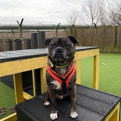 Adopt a dog:Taz/Pug Cross/Male/8 + years,Taz is looking for a home where he is the only dog however he would enjoy a calm walking companion. He can live with children aged 12+, he’s a friendly man but older children would need to be able to read his body language and know when to be hands off. He would also love a family that is around most part of the day as he prefers the company of people and to help him settle in.