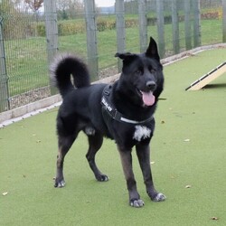 Pablo/German Shepherd Dog Cross/Male/1 - 2 years,Pablo is a sweet-natured boy who absolutely loves his humans. He’s friendly but also a large, strong, high-energy lad, so is looking for an adult-only home with no visiting children to set him up for success! He can live with another dog, pending a successful mix at the centre prior to rehoming. Pablo has previously lived with cats and could do so again given appropriate, gradual introductions.