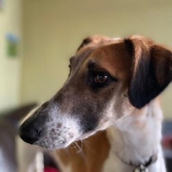 Adopt a dog:Duke/Lurcher Cross/Male/2 - 5 years,Once settled, Duke could be left for a few hours, but this will need to be built up over time, so a home that can accommodate this would be best. This lovely boy has been enjoying sofa life in his foster home and would also love to have a little garden to potter in when he is not out on an afternoon stroll. He travels well in the car and has been a lovely boy whilst in foster.