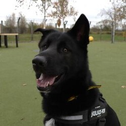 Pablo/German Shepherd Dog Cross/Male/1 - 2 years,Pablo is a sweet-natured boy who absolutely loves his humans. He’s friendly but also a large, strong, high-energy lad, so is looking for an adult-only home with no visiting children to set him up for success! He can live with another dog, pending a successful mix at the centre prior to rehoming. Pablo has previously lived with cats and could do so again given appropriate, gradual introductions.