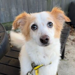 Baxter/Terrier (Jack Russell) Cross/Male/8 + years,Baxter is a sweet senior chap who is seeking a calm, adult-only home where he can take his time adjusting to his new surroundings. He was found as a stray, so his past is a bit of a mystery, but one thing is clear – he’s ready to find a family who can offer him the patience and stability he deserves. He can be a timid boy when it comes to strangers, especially when they approach his indoor safe space, so he would prefer minimal visitors to the home. Baxter is most comfortable meeting new people on walks, where he feels safer and more in control of the situation. While he enjoys saying hello to other dogs on his walks, we have limited information on Baxter’s history with other animals, and he will need to be the only pet in the household. This will also ensure he receives the undivided attention he needs while continuing to learn about life in a home. When it comes to car travel, Baxter is still learning to feel comfortable. He’s not yet used to long trips but is willing to get in the car, so this will need to be built up gradually. Though Baxter struggles with being left alone, he shows promise in adjusting with time and consistency. He’ll need his new family to gradually build his comfort level with being left alone once he feels fully settled.