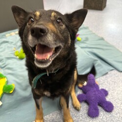 Jinx/Border Collie / Australian Kelpie/Female/5 Years 5 Months,Hi there! My name is Jinx, and I'm a beautiful female Border Collie. At 5 years and 5 months old, I'm full of life and ready to find my forever home. I'm looking for someone who works average hours and can provide a moderate lifestyle for me. I love to learn about life every day and need someone who can offer me this daily opportunity. While I'd prefer to be the only dog in the house, I have no known history of issues with other animals. I'm a good girl who would thrive in a quiet and calm household. I'm best suited for someone aged 15 or above who can match my energy and commitment to learning. Are you the one I've been waiting for? I can't wait to meet you and start our wonderful journey together. Adopt me, and let's make beautiful memories together. Requirements: