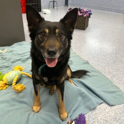 Jinx/Border Collie / Australian Kelpie/Female/5 Years 5 Months,Hi there! My name is Jinx, and I'm a beautiful female Border Collie. At 5 years and 5 months old, I'm full of life and ready to find my forever home. I'm looking for someone who works average hours and can provide a moderate lifestyle for me. I love to learn about life every day and need someone who can offer me this daily opportunity. While I'd prefer to be the only dog in the house, I have no known history of issues with other animals. I'm a good girl who would thrive in a quiet and calm household. I'm best suited for someone aged 15 or above who can match my energy and commitment to learning. Are you the one I've been waiting for? I can't wait to meet you and start our wonderful journey together. Adopt me, and let's make beautiful memories together. Requirements: