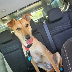 Matey/Australian Kelpie/Male/1 Year 10 Months,Ahoy there! My name's Matey, a 1-year-and-7-month-old Australian Kelpie full of energy and spirit. Sadly I have spent the last year in care and am about to spend my second Christmas without a home or family to love and adore me. I have recently spend some time in foster care and loved having a family of my very own, it has made me realise exactly what I am missing. I'm a guy who loves to be active and on the go, so a high-energy lifestyle suits me best. I'm looking for a human who's home most of the time, as I'm a bit of a social butterfly and I love company. Now, I'm not one for small talk – or small pets, for that matter. I'd do best in a single-dog household with no small pets around. I have gained some life skills while I have been out in foster and have learned what a home is like and what my humans need from me, I would do best with a guardian who has experience with training dogs as I still have much to learn, but don't stress I am a smart boy who loves to please and learn. If you're someone who's 15 years or older and can provide me with the love and patience I need, then I promise to be your loyal companion in all your adventures. Come say Ahoy to me, Matey, your potential new best friend! I've got my paw ready to shake on our future together. If you are interested in giving this wonderful pet a home, please CLICK HERE to visit our website and complete an expression of interest. 