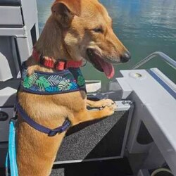 Matey/Australian Kelpie/Male/1 Year 10 Months,Ahoy there! My name's Matey, a 1-year-and-7-month-old Australian Kelpie full of energy and spirit. Sadly I have spent the last year in care and am about to spend my second Christmas without a home or family to love and adore me. I have recently spend some time in foster care and loved having a family of my very own, it has made me realise exactly what I am missing. I'm a guy who loves to be active and on the go, so a high-energy lifestyle suits me best. I'm looking for a human who's home most of the time, as I'm a bit of a social butterfly and I love company. Now, I'm not one for small talk – or small pets, for that matter. I'd do best in a single-dog household with no small pets around. I have gained some life skills while I have been out in foster and have learned what a home is like and what my humans need from me, I would do best with a guardian who has experience with training dogs as I still have much to learn, but don't stress I am a smart boy who loves to please and learn. If you're someone who's 15 years or older and can provide me with the love and patience I need, then I promise to be your loyal companion in all your adventures. Come say Ahoy to me, Matey, your potential new best friend! I've got my paw ready to shake on our future together. If you are interested in giving this wonderful pet a home, please CLICK HERE to visit our website and complete an expression of interest. 