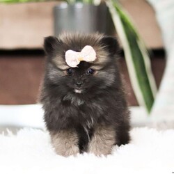 Belle/Pomeranian									Puppy/Female														/9 Weeks,Meet the fluffiest bundle of joy you’ve ever seen—a precious Pomeranian puppy named Belle who is ready to charm her way into your heart! With a cloud-like coat of soft, plush fur and sparkling eyes full of curiosity, this little one is as adorable as they are playful. Whether they’re bouncing around with her tiny paws or cuddling up in your lap, she is sure to fill your days with love and laughter.