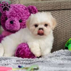 Archy/Lhasa Apso									Puppy/Male																/8 Weeks,Meet Archy he is the most adorable ACA Lhasa Apso pup with a heart as big as his fluffy coat! This little bundle of joy is ready to bring love, laughter, and endless cuddles to your home. With his bright, expressive eyes and charming personality, Archy is guaranteed to win your heart in no time. Lhasas are known for their loyalty and intelligence, making them the perfect companions for families or individuals alike. Archy absolutely loves attention and will happily follow you wherever you go, always ready for snuggles or a fun game. Spend a little time with Archy, and you’ll find a best friend!