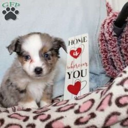 Lexie/Miniature Australian Shepherd									Puppy/Female														/7 Weeks,Say hello to this adorable Miniature Australian Shepherd puppy who loves attention! This sweetie pie comes up to date on shots and dewormer and will be vet checked before going home. This beautiful pup is so sweet like the mother Violet and is already smart like the sire Luke! If you are seeking a pup who would be fun to train contact us today! 