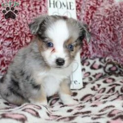 Lexie/Miniature Australian Shepherd									Puppy/Female														/7 Weeks,Say hello to this adorable Miniature Australian Shepherd puppy who loves attention! This sweetie pie comes up to date on shots and dewormer and will be vet checked before going home. This beautiful pup is so sweet like the mother Violet and is already smart like the sire Luke! If you are seeking a pup who would be fun to train contact us today! 