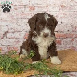 Hank/Mini Aussiedoodle									Puppy/Male																/December 8th, 2024,Intellegent. Adorable. Fluffy. Friendly. What more could you ask for? These beautiful puppies are ready to be your loyal companion. 