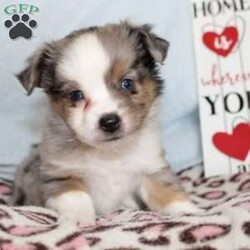 Lexie/Miniature Australian Shepherd									Puppy/Female														/7 Weeks,Say hello to this adorable Miniature Australian Shepherd puppy who loves attention! This sweetie pie comes up to date on shots and dewormer and will be vet checked before going home. This beautiful pup is so sweet like the mother Violet and is already smart like the sire Luke! If you are seeking a pup who would be fun to train contact us today! 