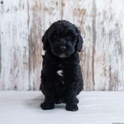 Holly/Mini Labradoodle									Puppy/Female														/8 Weeks,Need a fun puppy to bring cheer to these wintery days? The generation of this puppy is f1b. Family raised, up to date on shots and dewormer, and comes with a 1 year genetic health guarantee. She’s socialized with our children, who help care for the puppies!! She comes with a small bag of food, blanket, toy and a collar. Give us a call today! We’re open Monday-Saturday 8-8 and closed on Sundays. Sunday messages will be returned on Monday. Country Echoes Kennel,  Raymond Lapp Sunbury Pa 17801 Pa Kennel License #17927