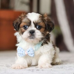 Alfie/Shih Tzu									Puppy/Male																/6 Weeks,Meet Alfie, the most adorable little AKC Shih Tzu you will ever meet! This precious puppy has the softest, most luxurious coat and the sweetest features that are sure to melt your heart. He is ready to bring joy and companionship to his forever family. With his cheerful personality and loving nature, He’s been showered with love and attention since birth, making him incredibly social and adaptable. When Alfie joins your family, he’ll adjust quickly to your home and lifestyle, bringing endless smiles along the way.