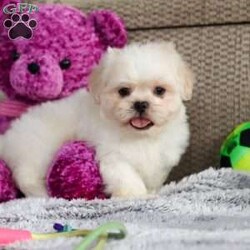 Archy/Lhasa Apso									Puppy/Male																/8 Weeks,Meet Archy he is the most adorable ACA Lhasa Apso pup with a heart as big as his fluffy coat! This little bundle of joy is ready to bring love, laughter, and endless cuddles to your home. With his bright, expressive eyes and charming personality, Archy is guaranteed to win your heart in no time. Lhasas are known for their loyalty and intelligence, making them the perfect companions for families or individuals alike. Archy absolutely loves attention and will happily follow you wherever you go, always ready for snuggles or a fun game. Spend a little time with Archy, and you’ll find a best friend!