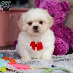Archy/Lhasa Apso									Puppy/Male																/8 Weeks,Meet Archy he is the most adorable ACA Lhasa Apso pup with a heart as big as his fluffy coat! This little bundle of joy is ready to bring love, laughter, and endless cuddles to your home. With his bright, expressive eyes and charming personality, Archy is guaranteed to win your heart in no time. Lhasas are known for their loyalty and intelligence, making them the perfect companions for families or individuals alike. Archy absolutely loves attention and will happily follow you wherever you go, always ready for snuggles or a fun game. Spend a little time with Archy, and you’ll find a best friend!