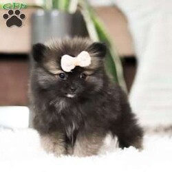 Belle/Pomeranian									Puppy/Female														/9 Weeks,Meet the fluffiest bundle of joy you’ve ever seen—a precious Pomeranian puppy named Belle who is ready to charm her way into your heart! With a cloud-like coat of soft, plush fur and sparkling eyes full of curiosity, this little one is as adorable as they are playful. Whether they’re bouncing around with her tiny paws or cuddling up in your lap, she is sure to fill your days with love and laughter.