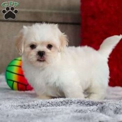 Archy/Lhasa Apso									Puppy/Male																/8 Weeks,Meet Archy he is the most adorable ACA Lhasa Apso pup with a heart as big as his fluffy coat! This little bundle of joy is ready to bring love, laughter, and endless cuddles to your home. With his bright, expressive eyes and charming personality, Archy is guaranteed to win your heart in no time. Lhasas are known for their loyalty and intelligence, making them the perfect companions for families or individuals alike. Archy absolutely loves attention and will happily follow you wherever you go, always ready for snuggles or a fun game. Spend a little time with Archy, and you’ll find a best friend!