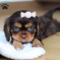 Isabelle/Cavalier King Charles Spaniel									Puppy/Female														/9 Weeks,Meet Isabelle, a stunning Cavalier King Charles Spaniel with a heart as big as her beautiful brown eyes! Isabelle’s exuberant personality is sure to light up your days—she’s full of energy, charm, and a love for life that’s absolutely contagious. Whether she’s playfully bounding around the yard or snuggling up for some quiet time, Isabelle’ s favorite thing in the world is to share her affection. Be prepared for lots of sweet puppy kisses and endless tail wags! This little guy thrives on love and attention and is ready to bring boundless joy to a family that will cherish her lively spirit and cuddly nature.