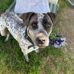 Adopt a dog:Hudson/Bullmastiff/Male/1 Year 9 Months,Hello there, I'm Hudson, a handsome, 1-year-old, Bullmastiff guy ready to find my forever home. I'm a big boy with a big heart, looking for someone who works average hours and can provide me with a moderate lifestyle. I have a youthful curiosity about life and I'm eager to learn more. I would love daily opportunities to expand my understanding of the world, be it through walks, games or just hanging out with you. I promise to be a fast learner! I'm best suited for a home where I can be the only dog, soaking up all your love and attention. Don't worry though, I come with enough love and loyalty to fill your home tenfold. I'm looking for a home with family members aged 12 years and up. I am a gentle giant, but my size can be a bit too much for the little ones. If you can provide a home that matches my needs, I promise you a lifetime of slobbery kisses, wagging tails, and unconditional love. Can't wait to meet you! Requirements: