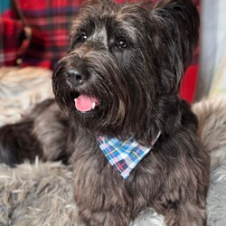 Rare KC Health Test Skye Terrier Champion lines/Skye Terrier/3 male / 4 female/5 weeks, 1 day,*Only 2 beautiful boys still available for Reservation*
We are delighted to welcome 7 beautiful chunky home bred Health tested Skye terrier puppies into the world.
The puppies were born in the heart of our country home ( not kennels) and we stayed  with mum before, during and after birth to make sure that she had any help and support that she needed . She proved to be a wonderful natural mother and all 7 puppies are strong and Healthy and feeding well.
Both mum and dad of the litter are owned by us and live as pets first in our home . Both have been DNA health tested for genetic diseases and dad also has a CLEAR kidney scan. They have the sweetest, most loyal and kind temperaments. Both parents have amazing International championship pedigrees with European, Scandinavian Irish and USA champions in their lines. The puppies have a low Coi of 4.1% which is great for such a rare breed as the Skye Terrier where it is important to keep inbreeding to a minimum.
The Skye terrier breed is tragically listed as one of Britains most endangered breeds. They are an eye catching beautiful looking terrier with their distinctive coat and amazing Bat ears giving them their wonderful unique look. The breed is noted for its kind nature and devotion to its humans with the  famous story of Greyfriars Bobby highlighting that devotion by becoming famous for being adopted by the city after lying every night for 14 years on his masters grave in Edinburgh Scotland.
We ourselves are 5 star licensed home breeders both vet and council inspected.All our dogs live in our home alongside us and have 4 acres of secure grounds to explore. 
The puppies have been handled from birth and will be used to other dogs, everyday household noises. They will have walked on different surfaces, will be used to grooming and will have been regularly wormed from 2 weeks old and treated for parasites from 4 weeks old.
Puppies leave us with KC registration ( endorsed unless discussed) First vaccination, vet check, extensive puppy pack, breed book, food, document folder, 5 weeks  Insurance and microchip.
If you feel that you have the time and love to give and could offer one of these very special  rare breed puppies a long term loving indoor home please get in contact to discuss. Viewings are available from 5 weeks old where  mum and dad and all siblings can be met x 
Please no full time workers unless you work from home and no children under 5 unless an experienced dog home.

We have available- 

Boy - green collar ( held)
Boy - blue collar
Boy - yellow collar

Girl - red collar(reserved )
Girl - pink collar ( reserved)
Girl - purple collar( reserved) 
Girl - lilac collar  ( reserved)