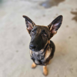 Sage/German Shepherd Dog/Female/5 Months,Hello there! My name is Sage. I'm a female German Shepherd Dog with a spark for life and a whole lot of energy. I'm on the hunt for a forever home with someone who understands my breed and the kind of stimulation we need. Working hours are perfect for me, it gives me time to rest and recharge my batteries for our daily training sessions! Being high energy, I’d love to have an owner who can channel my enthusiasm into fun activities like chewing, sniff walks or even agility training in the distant future. I'm not the couch potato type, would love to be active and involved with my family. I'm looking for a household where I can be a princess and the only dog, please. I have no known issues with other animals, but I prefer the spotlight for myself. I'm suited for a home with only adults as kids can be a bit too unpredictable for me. As a German Shepherd, I need an experienced owner who can manage my training. I'm intelligent, keen to learn, and with your guidance, I can be the best dog I can be. Requirements If you ready for a new family member to share your life with, please visit our website and complete an expression of interest  . I promise, we'll make a great team! Love and slobbery kiss, Sage. Adoption Fee: $620