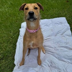 Heather/Irish Wolfhound/Female/1 Year 8 Months,Hi there, my name is Heather! I’m a sweet little Irish Wolfhound, and while I might be small for my breed, I’ve got a big heart and plenty of love to give. I’m still learning about this big, wide world, and it can be a little overwhelming at times. I’m a bit anxious in new spaces and situations, but with patience, I can grow more comfortable over time. It’s all a bit much for me right now, but I’m slowly learning to trust and feel at ease as I settle into new environments. I’m clever and I love to learn, especially when there’s food involved (I really, really love food!). I already know how to sit and drop, and I’m keen to learn more tricks, too. I’m looking for someone who can help me keep growing by using positive reinforcement and lots of patience, because I’m still figuring out how to trust everything and everyone around me. It would mean a lot to me if you’re the kind of person who can take things slow and let our bond grow naturally. I can be a bit unsure of new people at first, but once I feel safe, I promise I’ll show you just how sweet and cheeky I can be. I enjoy having my own quiet space, especially with a nice chew to keep me busy. It helps me feel more comfortable and relaxed, especially when things get a little overwhelming. I’m looking for an experienced owner who understands that I might need some time to fully open up, but I know with patience and care, we’ll build a wonderful relationship. If you’re someone who can take your time with me, help me continue learning, and appreciate all the sweetness I have to offer, then maybe I’m the one you’ve been looking for. I can’t wait to meet you and start our journey together! Please fill out this   or contact our shelter directly at 0477 064 192, or email us at barc@rspcansw.org.au. Recommendations: