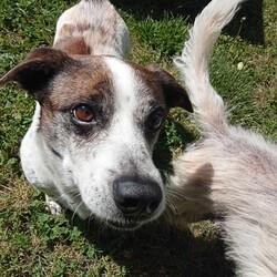 Russel/Jack Russell Terrier (Smooth)/Male/9 Years 4 Months,Hello there! My name is Russel, a 9-year-old Jack Russell Terrier with a smooth coat and a heart full of love.  I'm a spirited guy who enjoys moderate activity. I love taking leisurely walks, sniffing out new adventures, and spending quality time with my human companion. I'm in need of a home with someone who works average work hours, so we can have plenty of time together. I require an adult-only household as I prefer a calm environment.  While I'm a sociable chap, I can be selective about my doggy friends and prefer to be the only pet in the house. I promise to fill that space with joy and companionship! As for my behavior and training, I need someone experienced to guide me on this journey.  I am a smart and eager learner, and with the right person, I'm sure to flourish! Remember, I'm not just looking for a house, but a forever home where I can be a cherished member of the family. If you're an experienced dog lover who can provide me with a loving, pet-free home and is available for plenty of bonding time, then I think we could be the perfect match! Looking forward to meeting you soon. 