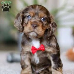 Wilbur/Cocker Spaniel									Puppy/Male																/8 Weeks,Wilbur is the definition of “pawsitively” delightful! He has the sweetest little face of a  ACA Cocker Spaniel, always ready to brighten your day with his playful antics. This little guy is incredibly affectionate and loves snuggles, making him the perfect cuddle buddy. With bright eyes that sparkle with warmth and mischief, Wilbur is always eager to go on a new adventure or settle in by your side for a cozy afternoon nap. Whether he’s showing off his quick learning abilities during training sessions or showering you with licks and tail wags, His joyful spirit and gentle demeanor make him an irresistible addition to any loving home. His friendly nature, boundless energy, and charming personality will keep you entertained, while his sweet loyalty will warm your heart.