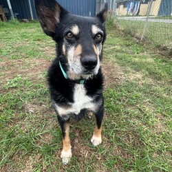 Tum Tum/Australian Kelpie / Border Collie/Male/8 Years 2 Months,Hi there friends, my name is Tum Tum and its nice to meet you! I'm a charming older gentlemen who has lived pretty rough for a long time and I'm looking for a peaceful home to call my own and soak up some of that good life I've been missing out on. I've not had a normal home for a very long time, maybe not ever and so adjusting to the domestic life will be something I need some support and help with. I'm also deaf so it would be great if my new family had some experience with this so they can communicate with me better. I've lived for a long time where other dogs can sometimes mean danger and so I am quick to move away and keep my head down when I see them, this means it would be better for me to have a home where I am the only dog. I would also prefer older kids as I don't always know what to expect from people as I've had some let me down in the past. I am ready to start trusting again though so I can't wait for a family who will bring me in and give me the love and patience I deserve. Requirements: If you think you have the space in your home to give this old boy the retirement he deserves and the love he has been missing for so long then bring the whole family down to the Hunter shelter and we can get to know each other! I'll be ready! Love, Tum Tum