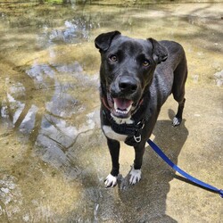 Xander/American Staffordshire Terrier / Australian Kelpie/Male/1 Year 3 Months,Hi I'm Xander! I’ve spent most of my life in the shelter, but now I’m ready to find my forever family. I’m a sweet and smart boy, and while I may need a little time to adjust, I promise I’m quick to learn and eager to please. I love cuddles and neck scratches—they’re my absolute favourite! I’ll happily snuggle up next to you while we relax together, whether it’s on the couch or during a quiet walk. One of my absolute favourite things to do is spend time in or near water. I love to dig in it, explore it, and even take a quick dip. Whether it’s a shell pool or a calm spot for a splash, I’m in my happy place when I’m around water. Since I’ve spent a lot of time in the shelter, I’ll need a patient family who can help me adjust to home life. I’m food-motivated, which makes training easier, and I’m eager to learn new things—especially if treats are involved! While I’m making progress, I will need some ongoing guidance as I get used to my new routine and environment. It’s important to note that I’m not a fan of other dogs, so I would prefer to be the only pet in the home. I’m looking for a calm, quiet space where I can feel safe, explore, and enjoy time with my person. After a fun day of adventures, nothing makes me happier than curling up for a cuddle with you. If you're looking for a loyal, loving companion who just needs a little extra care and attention to feel at home, I might just be the perfect match for you! 