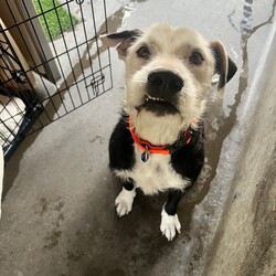 Adopt a dog:Kingston/Irish Wolfhound/Male/4 Years 8 Months,Hi there, I'm Kingston and I'm finally ready to find my forever home.  I'm a beautiful big boy who wants to love you in my own way – sometimes I'm unsure about touch and might be a little nervous when we first meet but once I warm up to you, I'm happy to do as you ask! I will offer up cues I know and show you how clever I am.  I can sometimes be a bit bouncy when I'm excited, so for this reason any kids in the home need to be over 15 years, just so I don't cause any unintentional harm with my big wobbly self. I've learnt some undesirable behaviours living in the shelter… when I'm left in my kennel I like to bang on the doors to be heard. I can get a little frustrated with dogs passing by my kennel, this might continue in the home so I would be best suited to a backyard with colorbond fencing so I can't see out. I will need my new owner to have experience with dogs that have 