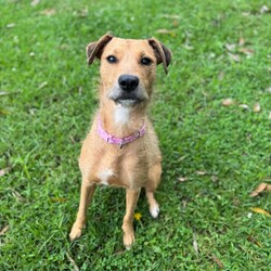 Heather/Irish Wolfhound/Female/1 Year 8 Months,Hi there, my name is Heather! I’m a sweet little Irish Wolfhound, and while I might be small for my breed, I’ve got a big heart and plenty of love to give. I’m still learning about this big, wide world, and it can be a little overwhelming at times. I’m a bit anxious in new spaces and situations, but with patience, I can grow more comfortable over time. It’s all a bit much for me right now, but I’m slowly learning to trust and feel at ease as I settle into new environments. I’m clever and I love to learn, especially when there’s food involved (I really, really love food!). I already know how to sit and drop, and I’m keen to learn more tricks, too. I’m looking for someone who can help me keep growing by using positive reinforcement and lots of patience, because I’m still figuring out how to trust everything and everyone around me. It would mean a lot to me if you’re the kind of person who can take things slow and let our bond grow naturally. I can be a bit unsure of new people at first, but once I feel safe, I promise I’ll show you just how sweet and cheeky I can be. I enjoy having my own quiet space, especially with a nice chew to keep me busy. It helps me feel more comfortable and relaxed, especially when things get a little overwhelming. I’m looking for an experienced owner who understands that I might need some time to fully open up, but I know with patience and care, we’ll build a wonderful relationship. If you’re someone who can take your time with me, help me continue learning, and appreciate all the sweetness I have to offer, then maybe I’m the one you’ve been looking for. I can’t wait to meet you and start our journey together! Please fill out this   or contact our shelter directly at 0477 064 192, or email us at barc@rspcansw.org.au. Recommendations:
