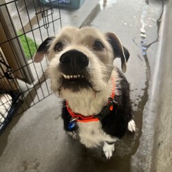 Adopt a dog:Kingston/Irish Wolfhound/Male/4 Years 8 Months,Hi there, I'm Kingston and I'm finally ready to find my forever home.  I'm a beautiful big boy who wants to love you in my own way – sometimes I'm unsure about touch and might be a little nervous when we first meet but once I warm up to you, I'm happy to do as you ask! I will offer up cues I know and show you how clever I am.  I can sometimes be a bit bouncy when I'm excited, so for this reason any kids in the home need to be over 15 years, just so I don't cause any unintentional harm with my big wobbly self. I've learnt some undesirable behaviours living in the shelter… when I'm left in my kennel I like to bang on the doors to be heard. I can get a little frustrated with dogs passing by my kennel, this might continue in the home so I would be best suited to a backyard with colorbond fencing so I can't see out. I will need my new owner to have experience with dogs that have 