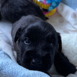 Rare KC Health Test Skye Terrier Champion lines/Skye Terrier/3 male / 4 female/5 weeks, 1 day,*Only 2 beautiful boys still available for Reservation*
We are delighted to welcome 7 beautiful chunky home bred Health tested Skye terrier puppies into the world.
The puppies were born in the heart of our country home ( not kennels) and we stayed  with mum before, during and after birth to make sure that she had any help and support that she needed . She proved to be a wonderful natural mother and all 7 puppies are strong and Healthy and feeding well.
Both mum and dad of the litter are owned by us and live as pets first in our home . Both have been DNA health tested for genetic diseases and dad also has a CLEAR kidney scan. They have the sweetest, most loyal and kind temperaments. Both parents have amazing International championship pedigrees with European, Scandinavian Irish and USA champions in their lines. The puppies have a low Coi of 4.1% which is great for such a rare breed as the Skye Terrier where it is important to keep inbreeding to a minimum.
The Skye terrier breed is tragically listed as one of Britains most endangered breeds. They are an eye catching beautiful looking terrier with their distinctive coat and amazing Bat ears giving them their wonderful unique look. The breed is noted for its kind nature and devotion to its humans with the  famous story of Greyfriars Bobby highlighting that devotion by becoming famous for being adopted by the city after lying every night for 14 years on his masters grave in Edinburgh Scotland.
We ourselves are 5 star licensed home breeders both vet and council inspected.All our dogs live in our home alongside us and have 4 acres of secure grounds to explore. 
The puppies have been handled from birth and will be used to other dogs, everyday household noises. They will have walked on different surfaces, will be used to grooming and will have been regularly wormed from 2 weeks old and treated for parasites from 4 weeks old.
Puppies leave us with KC registration ( endorsed unless discussed) First vaccination, vet check, extensive puppy pack, breed book, food, document folder, 5 weeks  Insurance and microchip.
If you feel that you have the time and love to give and could offer one of these very special  rare breed puppies a long term loving indoor home please get in contact to discuss. Viewings are available from 5 weeks old where  mum and dad and all siblings can be met x 
Please no full time workers unless you work from home and no children under 5 unless an experienced dog home.

We have available- 

Boy - green collar ( held)
Boy - blue collar
Boy - yellow collar

Girl - red collar(reserved )
Girl - pink collar ( reserved)
Girl - purple collar( reserved) 
Girl - lilac collar  ( reserved)