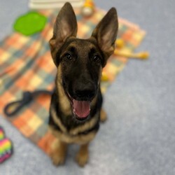 Parsley/German Shepherd Dog/Male/5 Months,Hello there, I'm Parsley! I'm a male German Shepherd Dog, full of energy and life! I'm looking for a forever home with someone who understands my breed and can provide me with the lifestyle I need. I have a high energy level, being a working breed, so I need a family who can keep up with my active life. I'm still young and learning about the world, which I can find a bit scary at times, so I need daily opportunities to learn and grow into a more resilient and confident boy. I'd do best in a home with someone who works average work hours. When you are at work, I would love to have plenty of enrichment to stimulate my big brain and after you get home would enjoy training and socializing. I'm a one-dog kind of dog, so I'd prefer a home where I can be the only canine star. I am not a pup who is going to be able to brave an off-lead area, as I become overwhelmed quickly when seeing other dogs. I haven't lived with other animals before and would need slow introductions and socialisation before spending time with them unsupervised. I would thrive in a home with older family members who have experience with large breeds as I may grow to be a big boy. I need a guardian who has experience with my breed and is prepared for a lively and loving companion like me. Requirements: ﻿**If you are interested is giving this wonderful pet a home, please visit our website and complete an expression of interest https:\//www.rspcansw.org.au/what-we-do/adoptions/exceptional-owners/ I can't wait to meet you and start our adventure together! Love and wiggle butt, Parsley. Adoption Fee: $620
