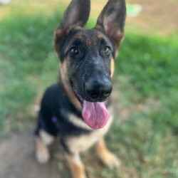 Parsley/German Shepherd Dog/Male/5 Months,Hello there, I'm Parsley! I'm a male German Shepherd Dog, full of energy and life! I'm looking for a forever home with someone who understands my breed and can provide me with the lifestyle I need. I have a high energy level, being a working breed, so I need a family who can keep up with my active life. I'm still young and learning about the world, which I can find a bit scary at times, so I need daily opportunities to learn and grow into a more resilient and confident boy. I'd do best in a home with someone who works average work hours. When you are at work, I would love to have plenty of enrichment to stimulate my big brain and after you get home would enjoy training and socializing. I'm a one-dog kind of dog, so I'd prefer a home where I can be the only canine star. I am not a pup who is going to be able to brave an off-lead area, as I become overwhelmed quickly when seeing other dogs. I haven't lived with other animals before and would need slow introductions and socialisation before spending time with them unsupervised. I would thrive in a home with older family members who have experience with large breeds as I may grow to be a big boy. I need a guardian who has experience with my breed and is prepared for a lively and loving companion like me. Requirements: ﻿**If you are interested is giving this wonderful pet a home, please visit our website and complete an expression of interest https:\//www.rspcansw.org.au/what-we-do/adoptions/exceptional-owners/ I can't wait to meet you and start our adventure together! Love and wiggle butt, Parsley. Adoption Fee: $620