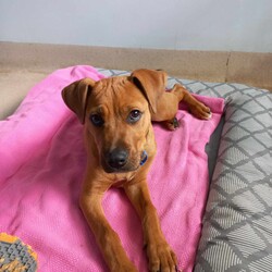 Adopt a dog:Marlon/Staffordshire Bull Terrier/Male/5 Months,Hi there, My name is Marlon and I am a sweet young boy finally on the look out for my forever home! Could this be with you? I am a really smart puppy and I am really food motivated, which makes me easy to train. I pick things up really quickly – I already know how to sit and will go to my bed without you asking me to. I have also started to pick up toilet training and often go to the toilet on the grass! I would love a family who has the time to put a bit of effort into helping me become the best dog I can be. I would love a family to give me a routine such as play, eat, sleep as this will create some predictability for me, which is really important for puppies! Did you know that puppies need around 16-20 hours of sleep a day? This will help me regulate my emotions so that I am able to settle and learn more effectively. Similar to people, puppies need ways to help them relax and decompress. People may take a bath or go for a walk to help them relax after a stressful day. Puppies need opportunities to chew, lick and sniff. My favourite way to decompress is through a licki mat or chewing on a pigs ear, toy or bulli stick. When I am in the office the staff will be at their desks and I will chew my pigs ear in my bed next to them really nicely. I just love to be around people.