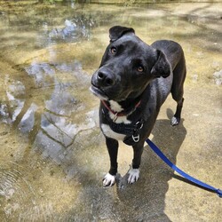 Xander/American Staffordshire Terrier / Australian Kelpie/Male/1 Year 3 Months,Hi I'm Xander! I’ve spent most of my life in the shelter, but now I’m ready to find my forever family. I’m a sweet and smart boy, and while I may need a little time to adjust, I promise I’m quick to learn and eager to please. I love cuddles and neck scratches—they’re my absolute favourite! I’ll happily snuggle up next to you while we relax together, whether it’s on the couch or during a quiet walk. One of my absolute favourite things to do is spend time in or near water. I love to dig in it, explore it, and even take a quick dip. Whether it’s a shell pool or a calm spot for a splash, I’m in my happy place when I’m around water. Since I’ve spent a lot of time in the shelter, I’ll need a patient family who can help me adjust to home life. I’m food-motivated, which makes training easier, and I’m eager to learn new things—especially if treats are involved! While I’m making progress, I will need some ongoing guidance as I get used to my new routine and environment. It’s important to note that I’m not a fan of other dogs, so I would prefer to be the only pet in the home. I’m looking for a calm, quiet space where I can feel safe, explore, and enjoy time with my person. After a fun day of adventures, nothing makes me happier than curling up for a cuddle with you. If you're looking for a loyal, loving companion who just needs a little extra care and attention to feel at home, I might just be the perfect match for you! 