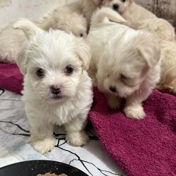 Bichon frise /Bichon Frise/Female/8 weeks,Pure bichon puppies, born on the 14th of December. 4 boys and 2 girls available in RM9 - Dagenham. Ready to go to anytime, they are pad trained, eating wet food and milk, drinking water on their own. Viewings are available. 