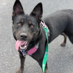 Freya/Siberian Husky / Australian Kelpie/Female/2 Years,Hello there, I'm Freya, a young spritely Siberian Husky cross ! I'm a sweet gal, full of energy, and I'm looking for a loving forever home. I need someone around most of the time because I love company and I'm still learning about life. Can you be my teacher? I promise I'm a quick study! I can be selective about my canine companions so you will need to bring any existing dogs along to meet me. I have previously lived in a home with older children who I LOVED to play with, so if you have older kids in the home that's perfect for me! I require a home with secure outdoor access like an enclosed backyard. I'm a Husky, and we love to play and explore, so a nice yard will be my personal paradise! I can assure you, once you meet me, you'll fall in love with my charm and playful spirit. I'm ready to be your loyal companion and bring joy to your life. Are you ready to embark on this exciting journey with me? I may look like a wolf, but I promise you I'm a sweet natured soul just looking for some fun in life! XX Freya 