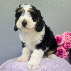 Adopt a dog:Allen/Bernedoodle/Male/8 weeks,I hope you have room in your heart for a puppy like me. I will be sure to give lots of love, and I'd sure hope to get lots of it in return! Since the day I was born I have been getting ready to come home to you and I am already so excited knowing that I'll be with you soon. I will arrive vet checked so I am healthy too, I promise! I hope to see you soon!