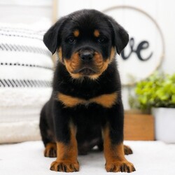 Adopt a dog:Lance/Rottweiler/Male/9 weeks,Are you looking for the best puppy ever? Well, you found me! My name is Lance and I am the best! How do I know? Well, just look at me. Aren't I adorable? Also, I come up to date on my vaccinations and vet checked from head to tail, so not only am I cute, but healthy too! I promise to be on my best behavior when I'm with my new family. I'm just a bundle of joy to have around. So, hurry and pick me to show off what an excellent puppy you have!