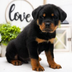 Adopt a dog:Lance/Rottweiler/Male/9 weeks,Are you looking for the best puppy ever? Well, you found me! My name is Lance and I am the best! How do I know? Well, just look at me. Aren't I adorable? Also, I come up to date on my vaccinations and vet checked from head to tail, so not only am I cute, but healthy too! I promise to be on my best behavior when I'm with my new family. I'm just a bundle of joy to have around. So, hurry and pick me to show off what an excellent puppy you have!