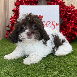 Thunder/Shih-Poo/Male/23 weeks Adopt a dog:Thunder/Shih-Poo/Male/23 weeks,Hi, I'm Thunder! I'm a 23-week-old male Shih-Poo with a beautiful chocolate & white coat, born on November 23, which makes me a Sagittarius pup. I am ready now to plan my trip to my forever family. Once I reach my adult size, I'm expected to weigh between 6–9 lbs. Ladies and gentlemen, when it comes to picking a puppy, there is no other choice than me.