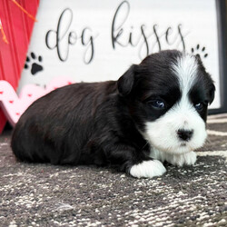 Adopt a dog:Caramel/Havanese/Female/4 weeks,Hi, my name is Caramel. I am so excited I love to be around people, and you will enjoy being with me! I’m looking forward to meeting my new forever family. Could that be with you? I sure hope so. I am a gorgeous puppy with a personality to match. I am also up to date on my vaccinations and vet checked from head to tail, so when you see me, I will be as healthy as can be. What are you waiting for? I know I will be the best friend you have dreamed of.