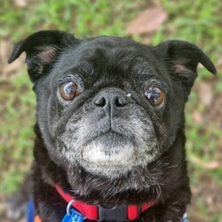 Adopt a dog:Lois Lane/Pug / Jack Russell Terrier (Smooth)/Female/9 Years 8 Months,Hello there, I'm Lois Lane. Yes, like the reporter, but I'm a pug, not a journalist. At 9 years and 5 months old, I may not be a puppy anymore, but I've got plenty of love to give. I'm looking for a forever home with someone who works average hours and can provide me with a calm and comforting environment. I'm a lady of leisure, so a senior or mild lifestyle would suit me best. You don't need to worry about any wild chases around the park or late-night mischief, I prefer to relax and enjoy the comfort of a soft bed. I do need some minimal training but nothing too strenuous, I promise! When it comes to my doggy friends, I am not always a fan and generally don't like to share my things so I would need to be the only dog in the home. So, a home without off-leash dog parks would be ideal. The most important thing for me is that my new family has knowledge or experience with my breed. I'm a pug, and while we're known for our charm and friendliness, we do have some specific care requirements. Requirements – I'm hoping to find a home where I can spend my golden years, offering endless loyalty and love. So, how about it? Are you my new best friend? If you think you are the perfect match for me head to the Hunter Shelter and the staff can help us meet. I can't wait to see you.