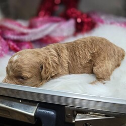 Adopt a dog:Beauty/Poodle/Female/3 weeks,Greetings! I am looking for my fur-ever home. As you can tell by my photos, I'm an adorable baby that specializes in snuggle time. My current home is very nice, but I know the real fun will start once I arrive home to you. The sooner I get to you the better. I will be vet checked, up to date on my vaccinations very pre spoiled. Don't let a puppy like me get away.